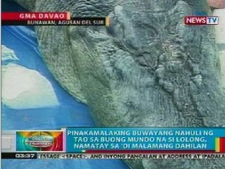 BP: 'Lolong', ipe-preserve matapos isailalim sa necropsy