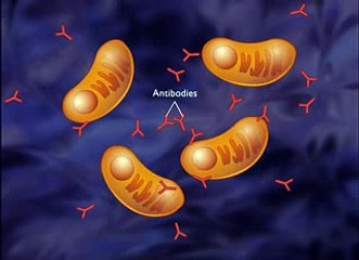 Superantigens - Immunology