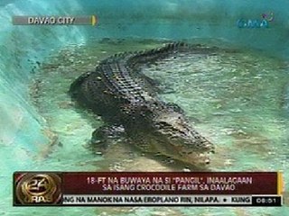 24Oras: 18-ft buwaya na si 'Pangil,' inaalagaan sa isang crocodile farm sa Davao