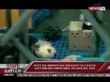 SONA: Exclusive: 4 na manok na inilagay sa cargo section ng eroplano, nilapa ng aso