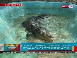 BP: Buwayang si Pangil, halos 15 taon nang inaalagaan sa Davao Crocodile Park
