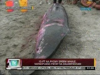 24 Oras: 10-ft na Pygmy Sperm Whale, natagpuang patay sa dalampasigan