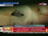 BT: Video ng unang supling ng PHL eagle na si 'Pag-Asa', isinapubliko