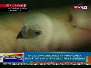 NTG: Philippine Eagle na si Pag-Asa, may supling na