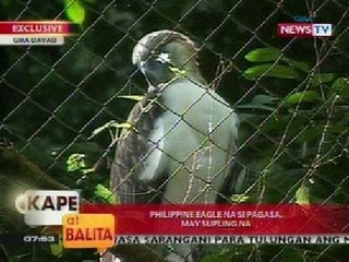 KB: Philippine Eagle na si Pagasa, may supling na