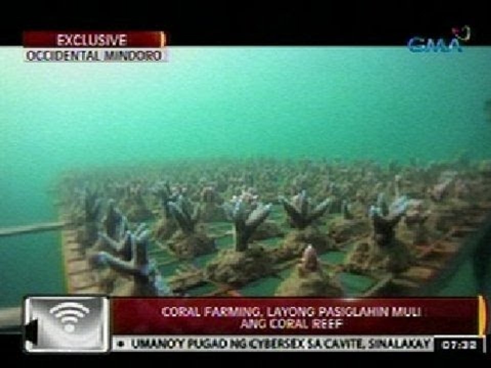 24Oras: Exclusive: Coral farming, layong pasiglahin muli ang mga coral reef