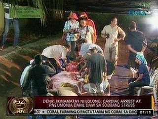 24Oras: Cardiac arrest at pneumonia ang ikinamatay ni Lolong, base sa necropsy