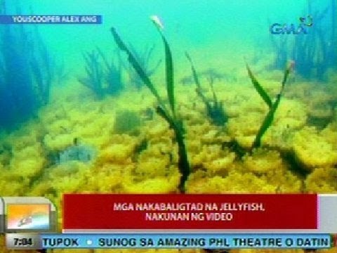 UB: Mga nakabaligtad na Jellyfish sa Misamis Oriental, nakunan ng video