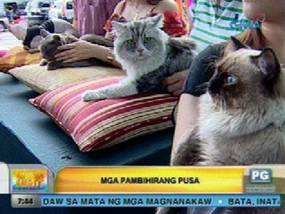 UH: Mga pambihirang pusa