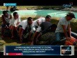 Saksi:  Buwayang si Lolong, may multiple organ infection batay sa isinagawang necropsy