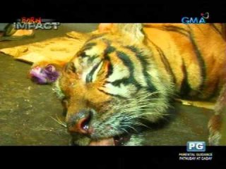 Born Impact: Doc Ferds Recio operates on a tiger's paw