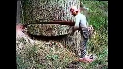 How to cut down a big tree