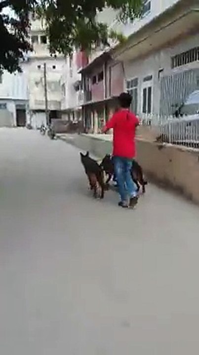 Three gsd dogs while training