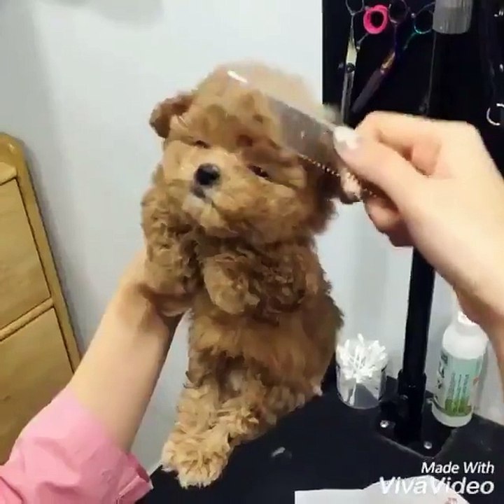 worlds cutest puppy