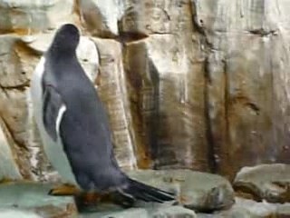 1_Manchots - Biodôme de Montréal