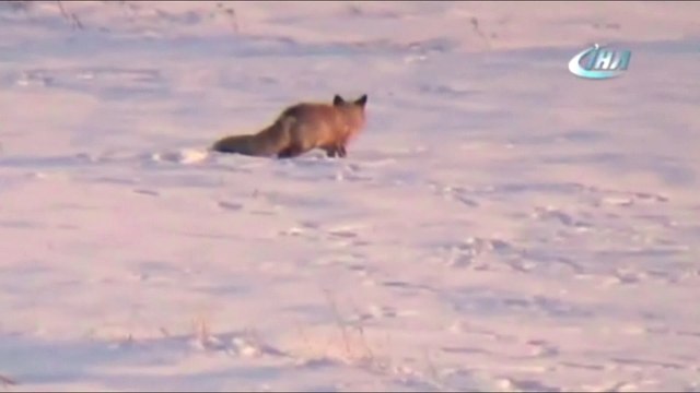 Tilkinin zorlu av macerası kamerada