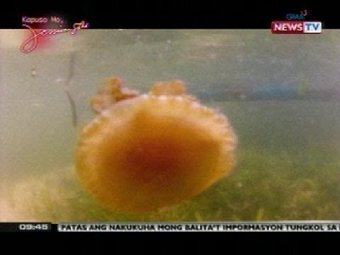 SONA: Publiko, pinag-iingat sa inaasahang pagdami ng dikya ngayong tag-init