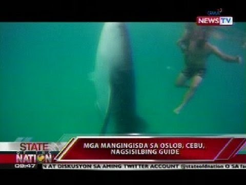 SONA: Mga turista, nakakalangoy sa dagat kasama ang mga butanding sa Oslob, Cebu