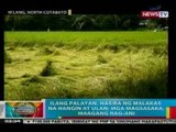 BP: Ilang palayan, nasira ng malakas na hangin at ulan sa Mlang, North Cotabato