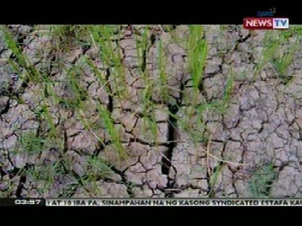 BP: Mga taniman sa Albay, nagbibitak-bitak na dahil sa mainit na panahon