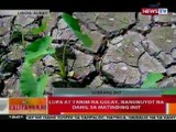 BT: Lupa at tanim na gulay sa Albay, nanunuyot na dahil sa matinding init