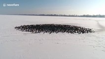 Beautiful drone footage of hundreds of ducks on frozen lake