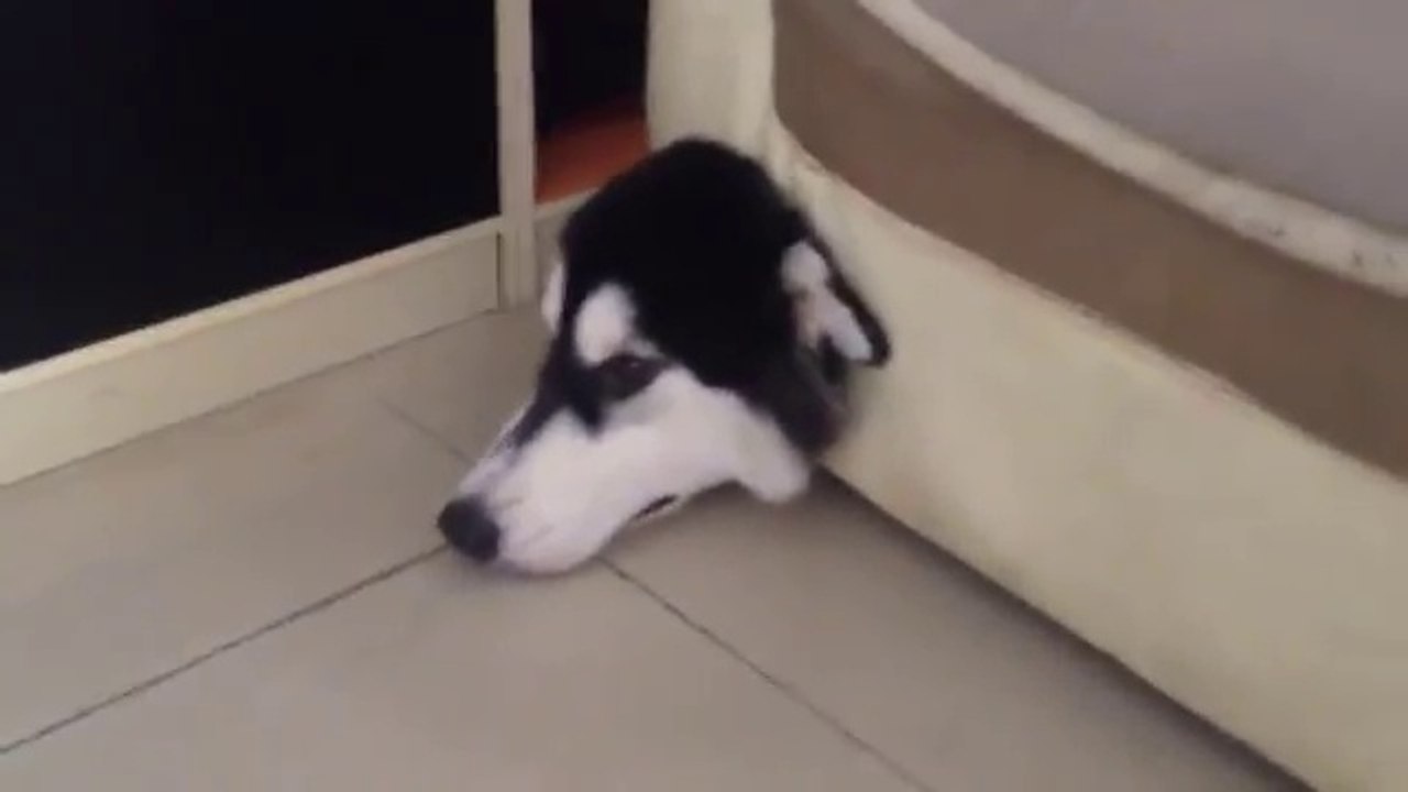 Un chien la tête coincée dans le canapé