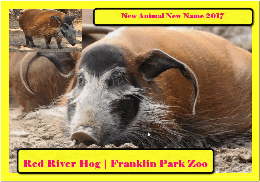 New Animal New Name ;Red river hog / Potamochere Roux 2017