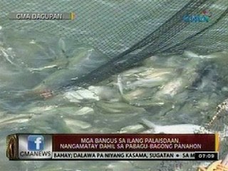 24 Oras: Mga bangus sa ilang palaisdaan sa Dagupan City, nangamatay dahil sa pabagu-bagong panahon