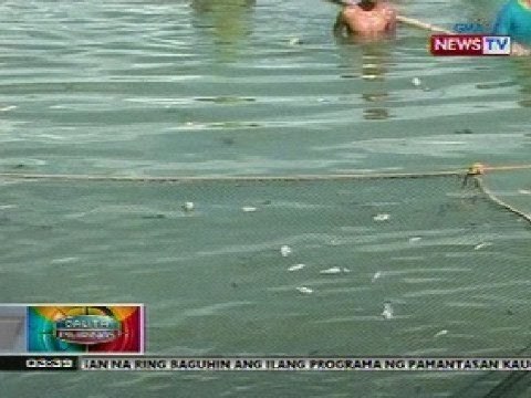 BP: Mga bangus sa ilang palaisdaan sa Dagupan City, namatay dahil sa biglang pagbabago ng panahon
