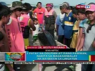 BP: Panayam sa BFAR kaugnay ng magkakasunod na pagkakapadpad ng marine animals sa Pangasinan