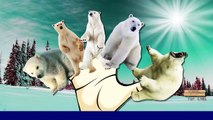 Polar Bear Finger Family Nursery Rhymes | Polar Bear Cartoon Finger Family Rhymes For Children