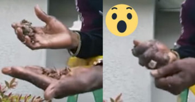 Il détruit un essaim d'abeilles à mains nues :O