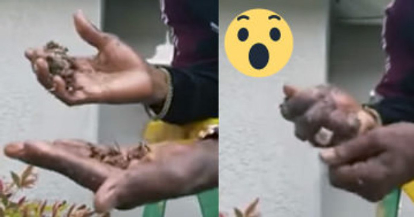 Il détruit un essaim d'abeilles à mains nues :O