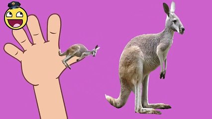 Childrens | Kangaroo Finger Family Song for Baby | Songs for Children