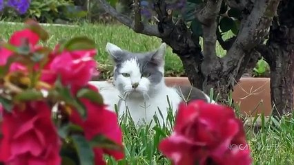 Funny Cats Video Compilation 2017 - Try not to laugh challenge