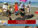 UB: Pygmy sperm whale, natagpuang patay sa dalampasigan (Ilocos Norte)