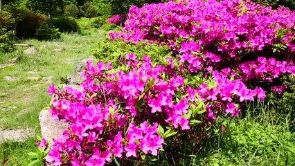 2016 완도 여름바다 홍보와 가볼만한곳 소개영상