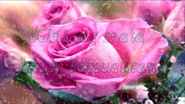 Andy Tielman Layu sebelum berkembang-Zj3z8wYuZy0-HD