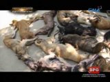 Reporter's Notebook: Sa kabila ng pagbabawal ng batas, laganap pa rin ang dog meat trade sa bansa