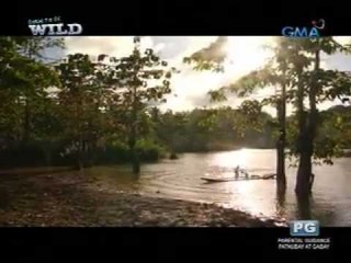 Born to be Wild: Actual footage of 36 Philippine crocs released in Siargao