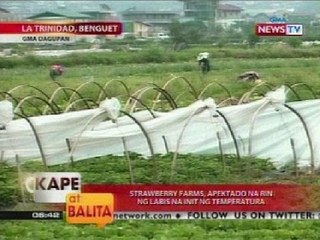 KB: Mga alagang hayop at pananim, apektado ng matinding init