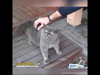 Sevilmek İstediği Noktaya Gelince Alarm Veren Kedi