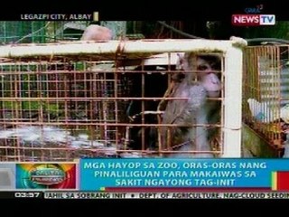 BP: Mga hayop sa zoo sa Albay, oras-oras nang pinaliliguan para makaiwas sa sakit ngayong tag-init