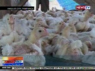 NTG: Ilang manok sa poultry farm sa Pampanga, namatay dahil sa sobrang init