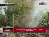 QRT: Bahagi ng dragon fruit farm sa Ilocos Norte, nasunog