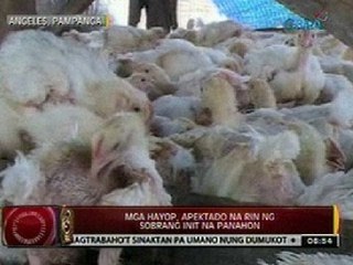 24 Oras: Mga hayop, apektado na rin ng sobrang init na panahon