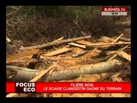 Business 24/ Filière bois : Le sciage clandestin gagne du terrain