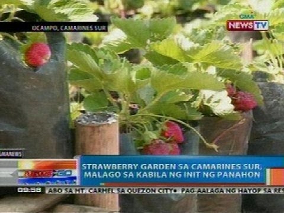 NTG: Strawberry garden sa Camarines Sur, malago sa kabila ng init ng panahon