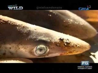 Born to be Wild: Bali's Biggest Catch